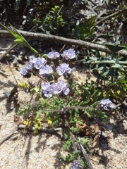 Phacelia artemisioides