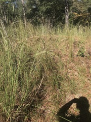 Sorghastrum secundum