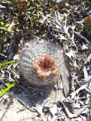 Parodia scopa