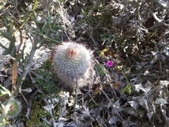 Parodia scopa