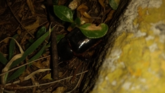 Ligyrus gibbosus