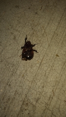 Ligyrus gibbosus