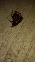 Ligyrus gibbosus