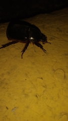 Ligyrus gibbosus