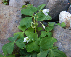 Oxalis trilliifolia