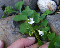 Oxalis trilliifolia