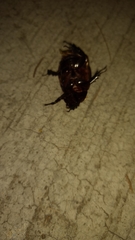 Ligyrus gibbosus