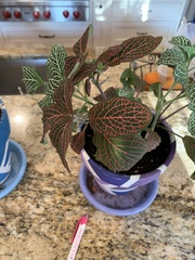 Fittonia