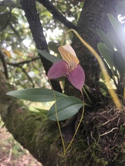 Masdevallia caudata