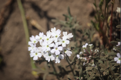 Glandularia laciniata