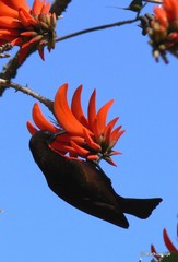 Chalcomitra senegalensis gutturalis