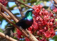 Cinnyris bifasciatus
