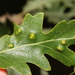 Aceria cerrea - Photo (c) Hauke Koch,  זכויות יוצרים חלקיות (CC BY-NC), הועלה על ידי Hauke Koch