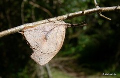 Libythea laius