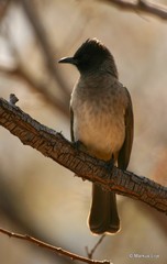 Pycnonotus barbatus layardi