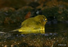 Zosterops anderssoni