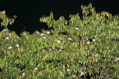 Hirundo rustica gutturalis
