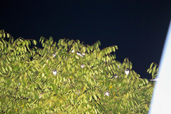 Hirundo rustica gutturalis