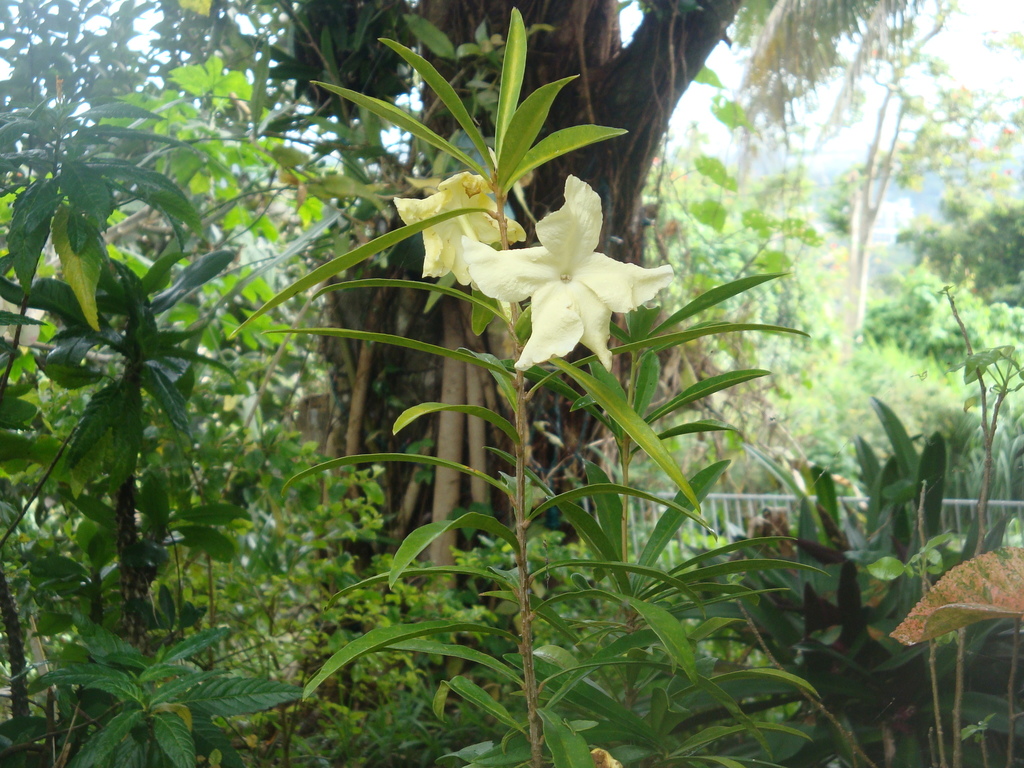 Puerto Rican raintree