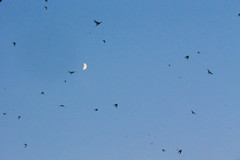 Hirundo rustica gutturalis