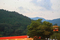 Hirundo rustica gutturalis