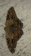 Ascalapha odorata