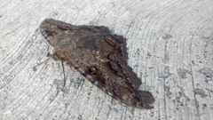 Ascalapha odorata