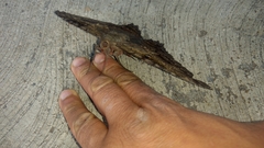 Ascalapha odorata