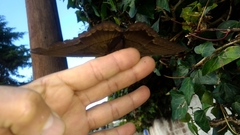 Ascalapha odorata