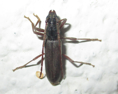 Margites deroliformis