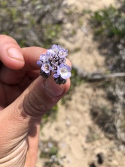 Phacelia artemisioides