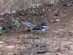 Rhipidura albogularis