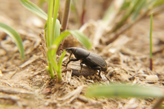 Sphenophorus striatopunctatus