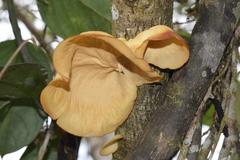 Mycobonia