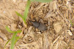 Sphenophorus striatopunctatus