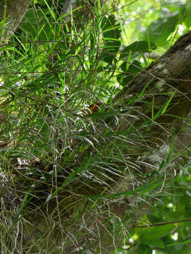 Dendrobium biflorum observed 2017-08-22
