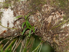 Dendrobium biflorum