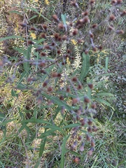 Vernonia flaccidifolia