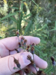 Vernonia flaccidifolia