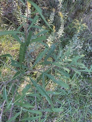 Vernonia flaccidifolia
