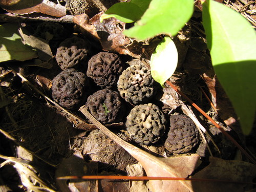 Elaeocarpus angustifolius