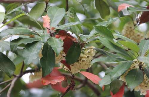 Elaeocarpus angustifolius