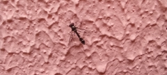 Dioprosopa clavata