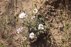 Glandularia laciniata