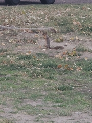 Sciurus niger