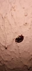 Chelonarium ornatum