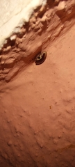 Chelonarium ornatum