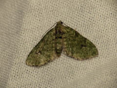 Chloroclystis v-ata