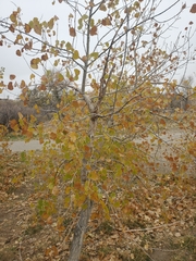 Populus