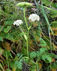 Conioselinum gmelinii